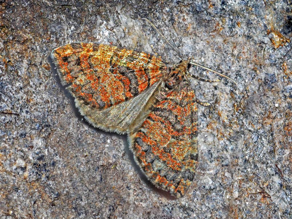 Ancora un Geometride: Hydriomena furcata